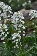 Cardamine cordifolia