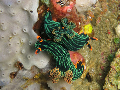 Nembrotha kubaryana