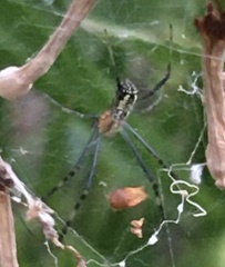 Trichonephila senegalensis
