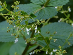 Isodon lophanthoides