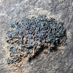 Lathagrium fuscovirens