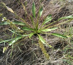 Echinodorus subalatus