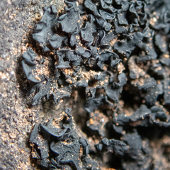 Lathagrium fuscovirens