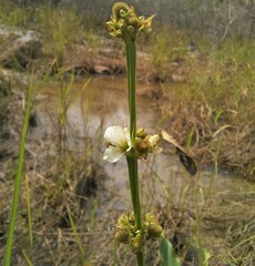 Echinodorus subalatus
