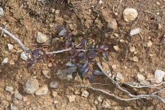 Pistacia terebinthus