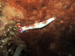 Nembrotha chamberlaini