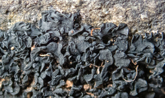 Lathagrium fuscovirens