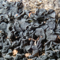 Lathagrium fuscovirens