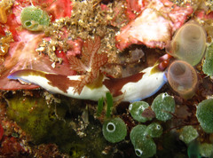 Nembrotha chamberlaini