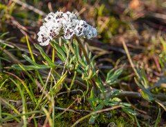 Lomatium gormanii