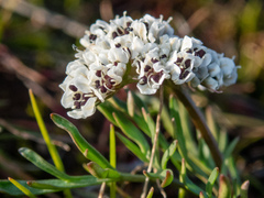 Lomatium gormanii