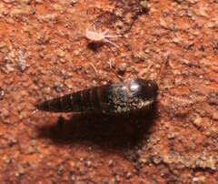 Sepedophilus
