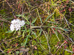 Lomatium gormanii