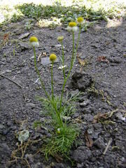 Matricaria