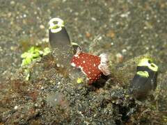 Nembrotha