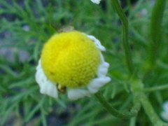 Matricaria