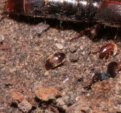 Sericoderus