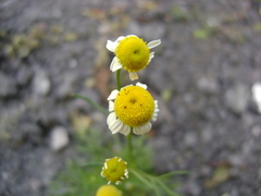 Matricaria
