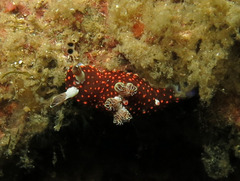 Nembrotha