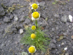 Matricaria