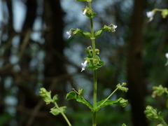 Isodon lophanthoides