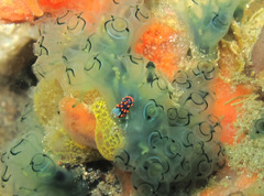 Nembrotha