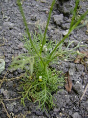 Matricaria