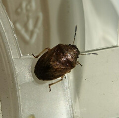 Neottiglossa pusilla