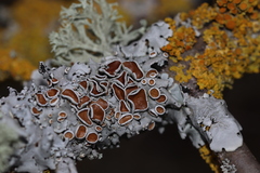 Parmelina carporrhizans