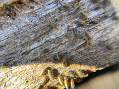 Entomobryomorpha