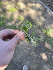 Ramalina leptocarpha