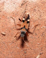 Beosus quadripunctatus