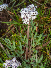Lomatium gormanii