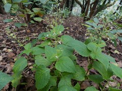 Isodon lophanthoides