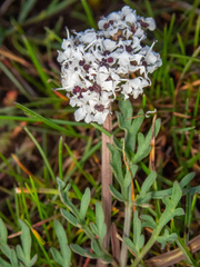 Lomatium gormanii