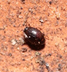 Abraeinae