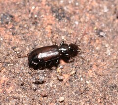 Microlestes