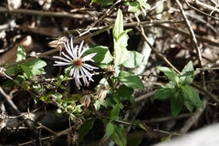 Ampelaster carolinianus