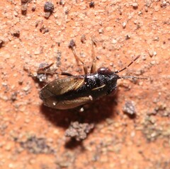Geocoris ater