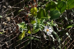 Ampelaster carolinianus