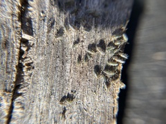 Entomobryomorpha