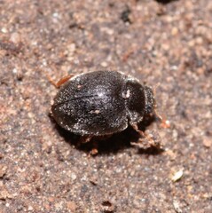 Scymnus rubromaculatus