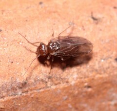 Lachesilla