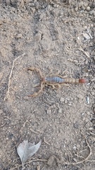 Paravaejovis spinigerus