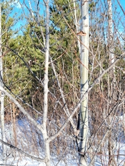 Populus tremuloides