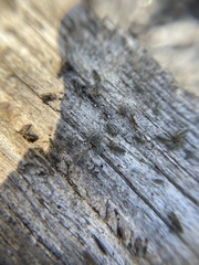 Entomobryomorpha