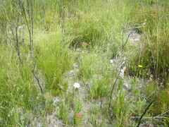 Corymbium villosum