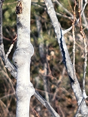 Euhexomyza schineri