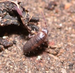 Willowsia nigromaculata