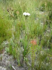 Corymbium villosum